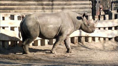 Elefant, Tiger & Co.: High Noon am Gartenzaun (559)