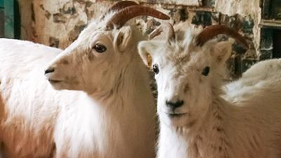 Elefant, Tiger & Co.: Alle mal Schnabel halten! (352)