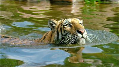 Elefant, Tiger & Co.: Drei sind eine zu viel (270)