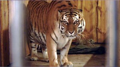 Elefant, Tiger & Co.: Doppeltes Glück (483)