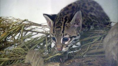 Elefant, Tiger & Co.: Ciao Papa Jao! (526)