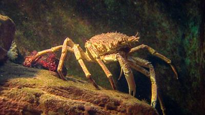 Elefant, Tiger & Co.: Maßarbeit (310)