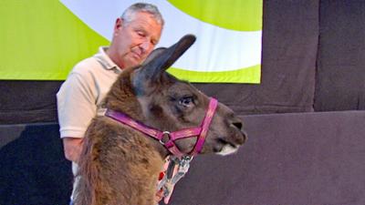 Elefant, Tiger & Co.: Bitte nicht von hinten! (541)