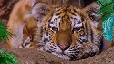 Elefant, Tiger & Co.: Klar Schiff! (330)