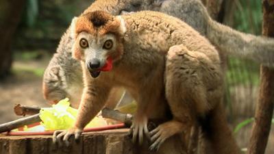 Elefant, Tiger & Co.: Auf die Pelle gerückt (929)