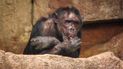 Elefant, Tiger & Co.: Pongoland – Ein Haus für Menschenaffen