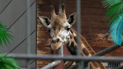 Elefant, Tiger & Co.: Riesin auf Reisen (1172)