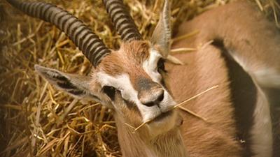 Elefant, Tiger & Co.: Leipziger Verbandstag (249)