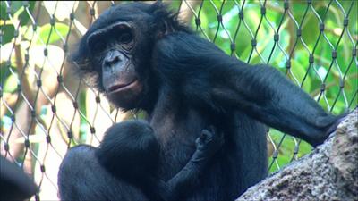 Elefant, Tiger & Co.: Es werde: Eine Herde! (271)