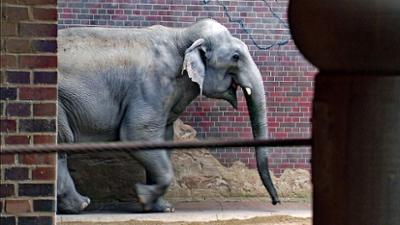 Elefant, Tiger & Co.: Mit allen Wassern gewaschen (542)