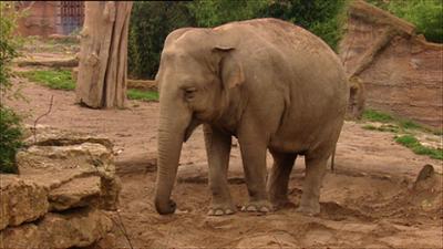 Elefant, Tiger & Co.: Ein Nickerchen fürs Dickerchen (331)