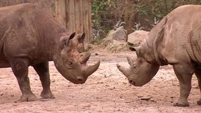 Elefant, Tiger & Co.: Heiß begehrt ... (154)