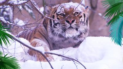 Elefant, Tiger & Co.: Winterwunderland (392)