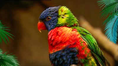 Elefant, Tiger & Co.: Aus Kindern werden Leute (250)