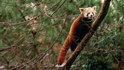 Elefant, Tiger & Co.: Je t'aime - Wer mit wem? (289)