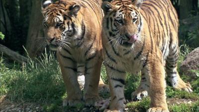 Elefant, Tiger & Co.: Goodbye Goodboy! (312)