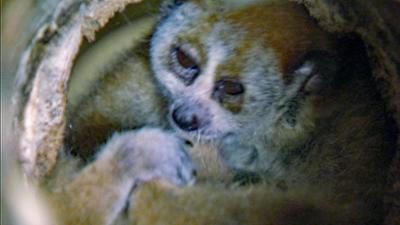 Elefant, Tiger & Co.: Es ist ein Smart! (543)