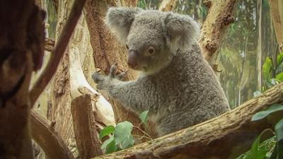 Elefant, Tiger & Co.: Eigene Weg (931)