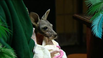 Elefant, Tiger & Co.: Die gebeutelte Leihmutter (251)