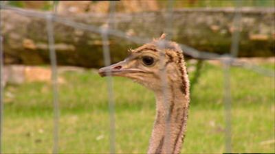 Elefant, Tiger & Co.: Mähnenwolf mit Biss (273)