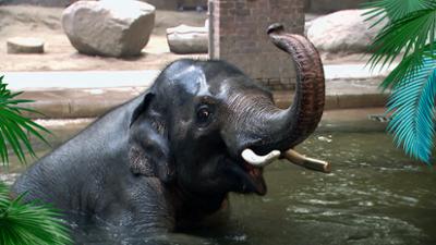 Elefant, Tiger & Co.: Mal in die Röhre gucken! (1155)