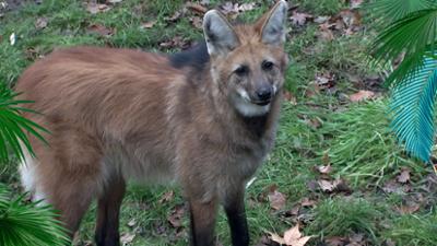 Elefant, Tiger & Co.: Schöne Bescherung (290)