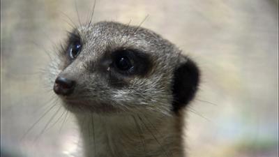 Elefant, Tiger & Co.: Bernburger Mädchen (528)