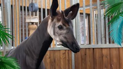 Elefant, Tiger & Co.: Ein bisschen Frieden (1164)