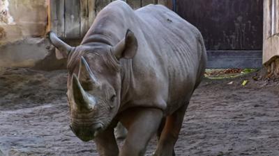 Elefant, Tiger & Co.: Spannung im Aquarium (544)