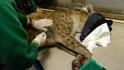 Elefant, Tiger & Co.: Ein Mann geht seinen Weg (333)