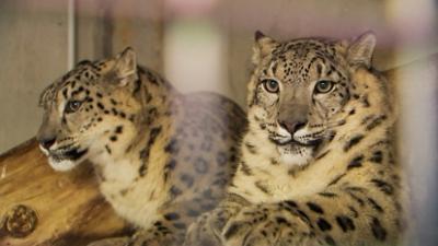 Elefant, Tiger & Co.: Unter Palmen (1015)