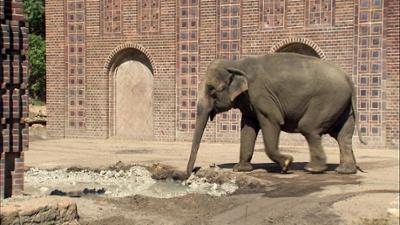 Elefant, Tiger & Co.: Auf den guten Ton kommt's an (479)
