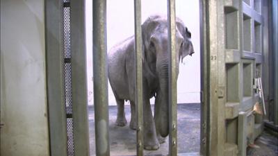 Elefant, Tiger & Co.: Kalte Füße (512)