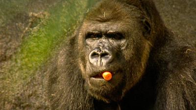 Elefant, Tiger & Co.: Im Affenzahn – Zola erobert die Welt (291)