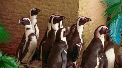 Elefant, Tiger & Co.: Winter adé (353)