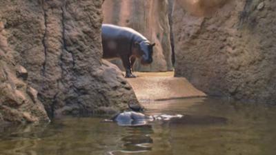 Elefant, Tiger & Co.: Lieblingsgeschichten (1058)