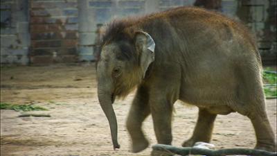 Elefant, Tiger & Co.: Von Wasserschweinen und Helmträgern (831)