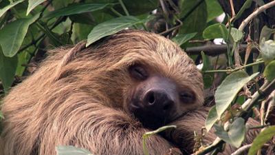 Elefant, Tiger & Co.: Inselträume (513)