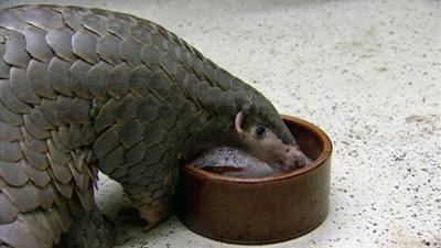 Elefant, Tiger & Co.: Zwischen Frühstück und Gänsebraten (292)