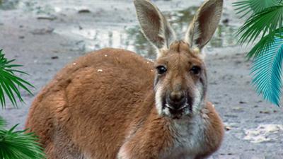 Elefant, Tiger & Co.: Der Stellvertreter (156)