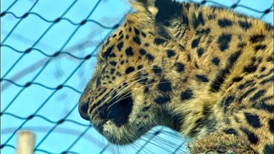 Elefant, Tiger & Co.: Lasse und die Leos (560)