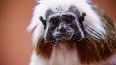 Elefant, Tiger & Co.: Mach mit, mach's nach, mach's besser (354)