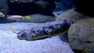 Elefant, Tiger & Co.: Spezial: Das neue Aquarium