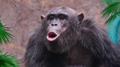 Elefant, Tiger & Co.: Man lernt nie aus! (695)