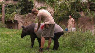 Elefant, Tiger & Co.: Tragische Diagnose (481)