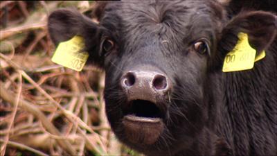 Elefant, Tiger & Co.: Eine Kuh macht muuhh... (274)