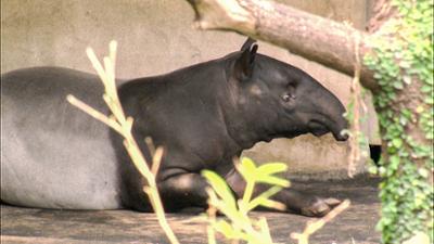 Elefant, Tiger & Co.: Eine schwere Aufgabe (514)