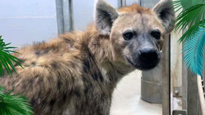 Elefant, Tiger & Co.: Späte Bescherung (1160)