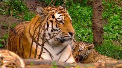 Elefant, Tiger & Co.: Die Kinder vom Leipziger Zoo (314)