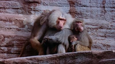 Elefant, Tiger & Co.: Die schwierige Sabine (334)